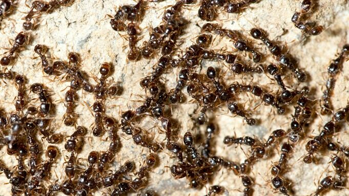 Ameisen Natuerlich Mit Kieselgur Toeten